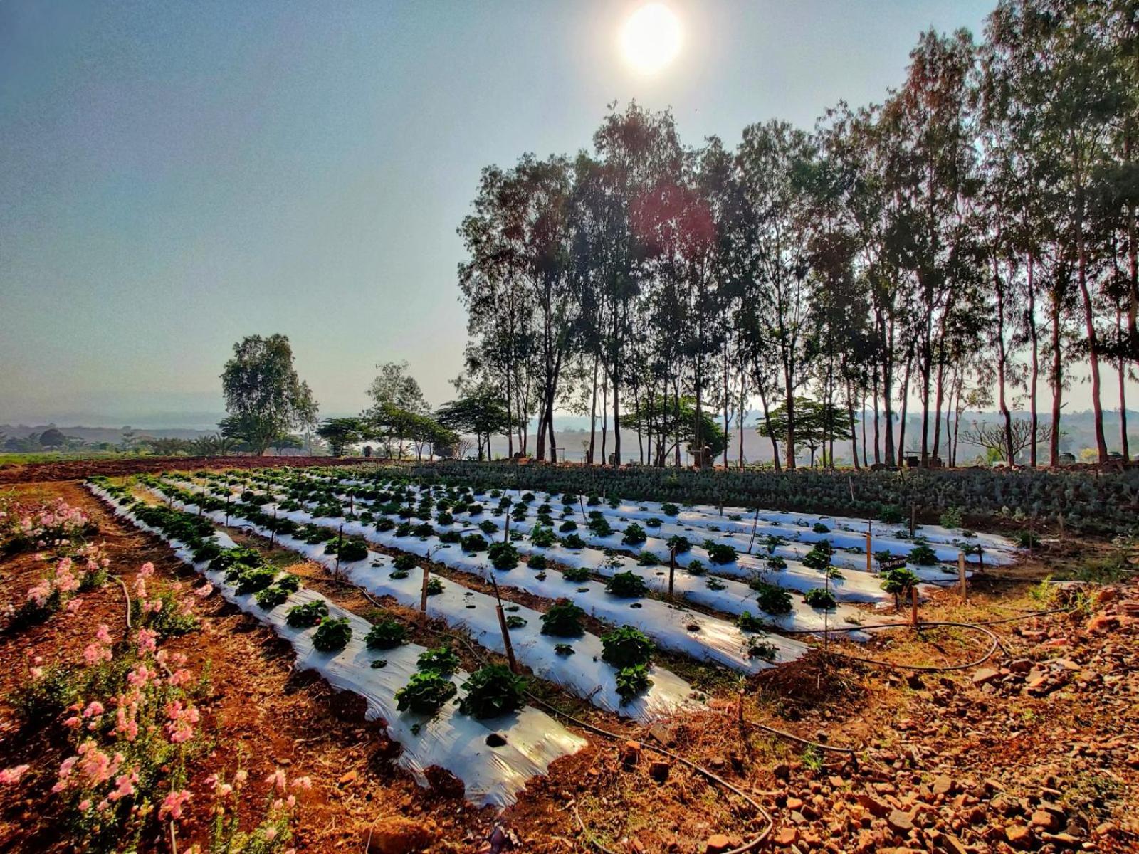 Fazlani Natures Nest - The Wellness Retreat Lonavala Exteriér fotografie